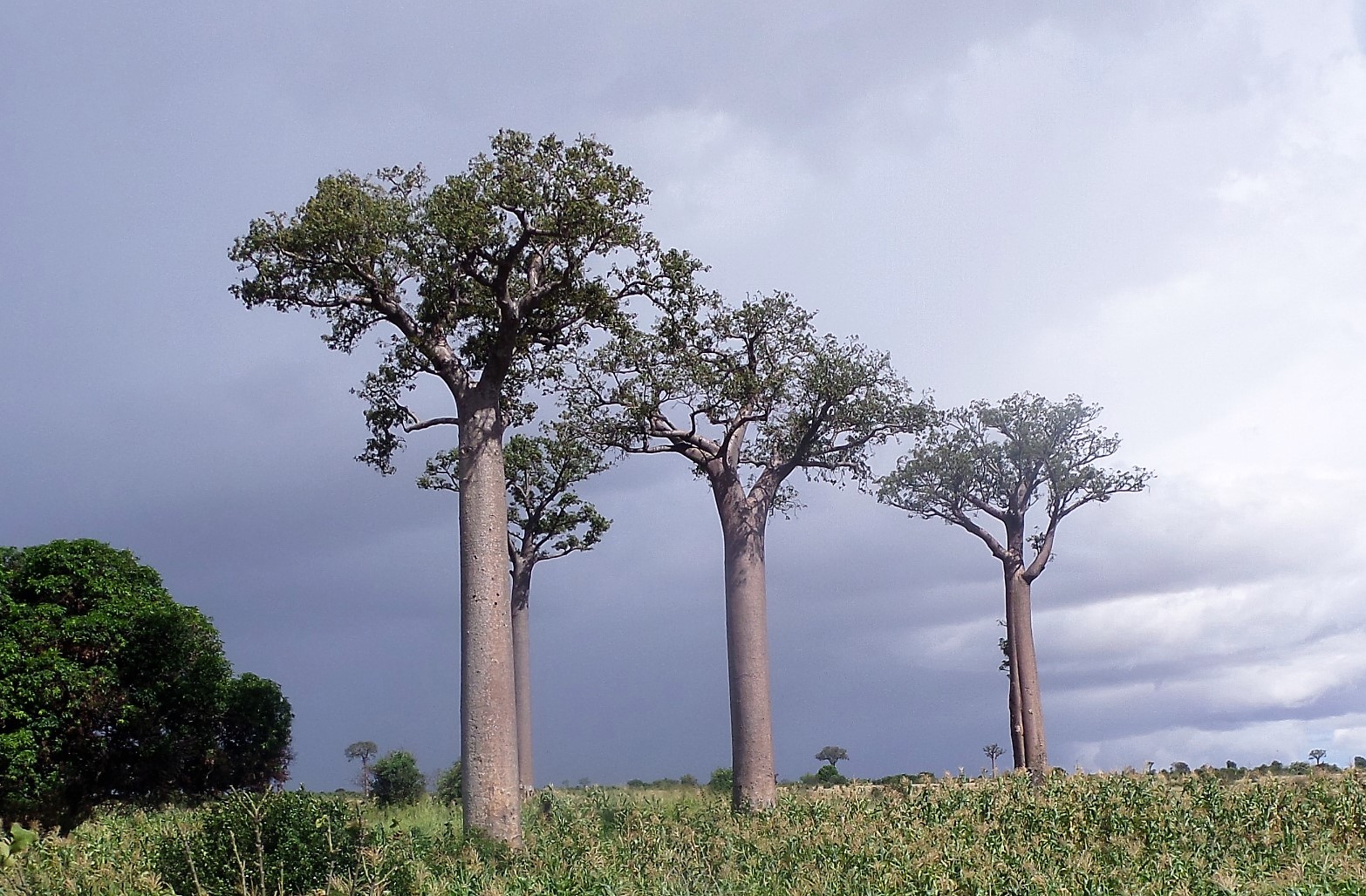 Madagaszkárt elsősorban a növény- és állatvilágáért keresik fel a turisták. Ezekről írok most.
A növények között a leghíresebb, legismertebb a baobab fa. Érdeke...
