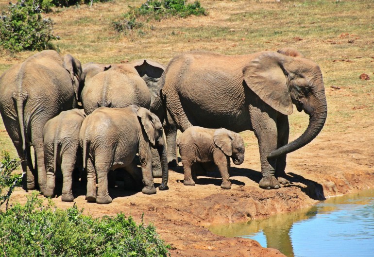 Afrikai szafari - elefántok - utazás