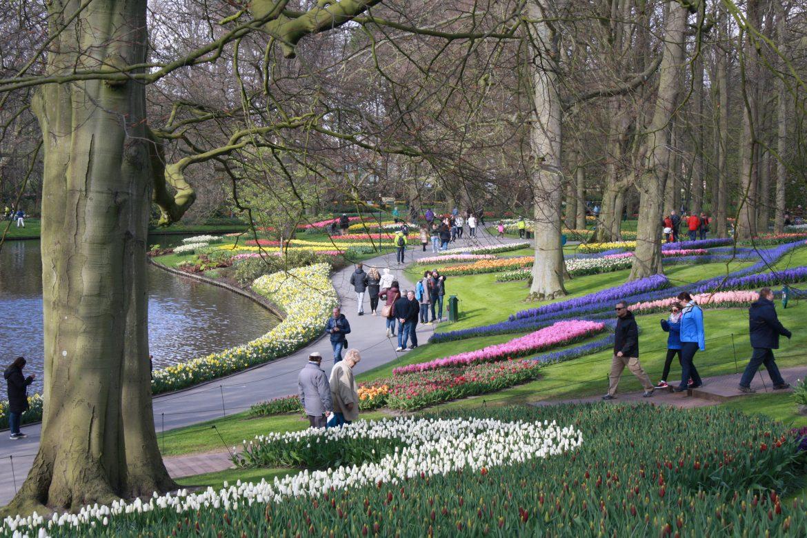Hollandia tulipánok