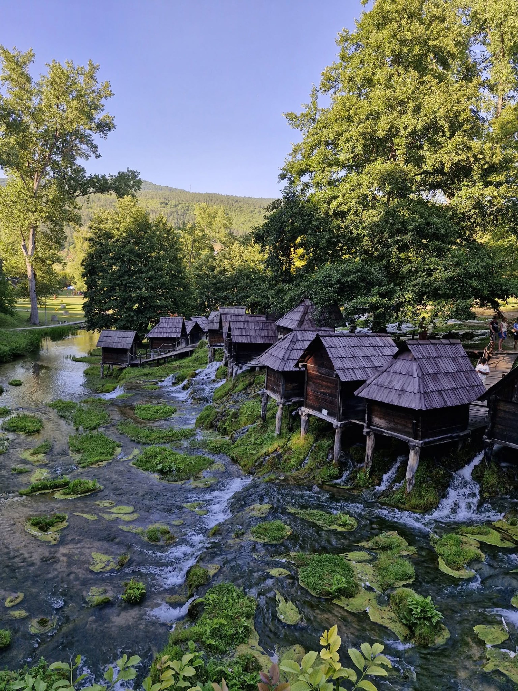 Liszek Zsuzsi