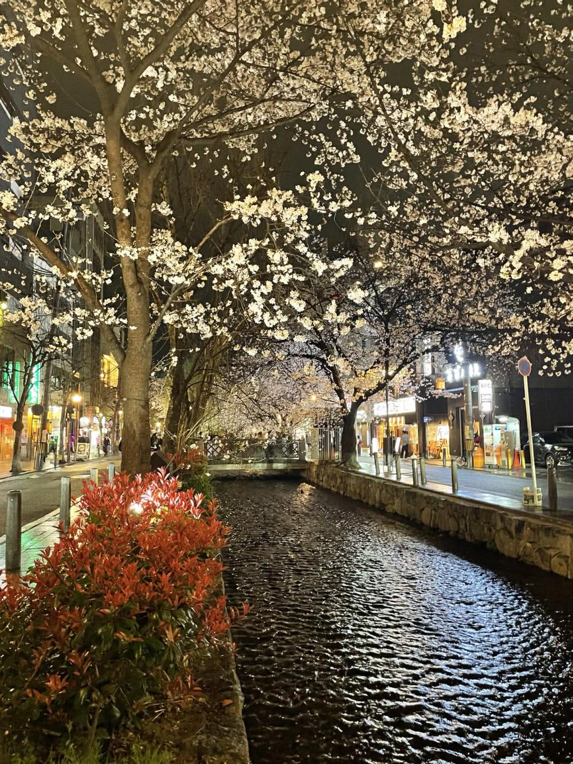 Balassa Judit, Szeged